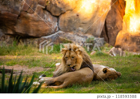 Pair adult Lions playing in zoological garden 118593388