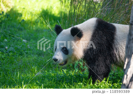 cheerful playing pandas on green lawn 118593389