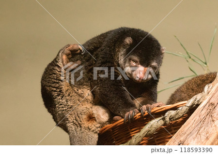 cute wild bear cuscus aulirops ursinus arboreal against blure background. 118593390