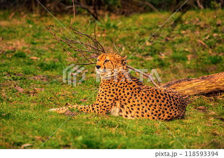 cheetah resting on green grass, very close eye contact. cheetah resting on green grass, very close eye contact. 118593394