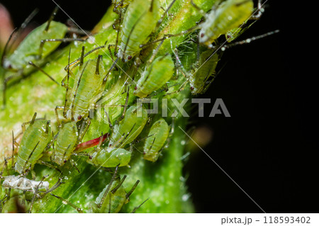 closeup of colony of aphids sucking on rosebud closeup of colony of aphids sucking on rosebud 118593402