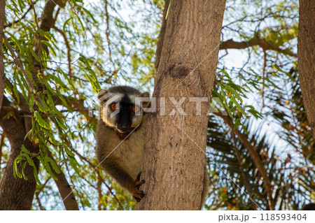 Red-bellied Lemur - Eulemur rubriventer, Cute primate. 118593404