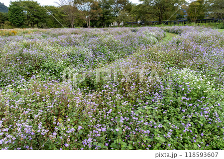 中之条ガーデンズ アゲラタムの花畑 中之条ガーデンズ アゲラタムの花畑 118593607