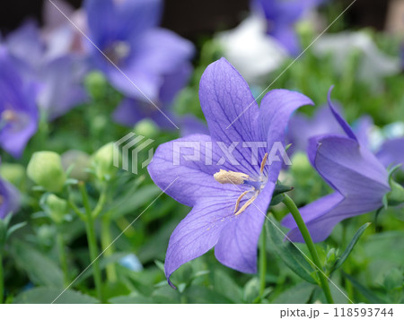桔梗の花苗 118593744