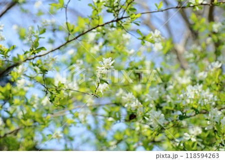 清々しいリキュウバイの花 清々しいリキュウバイの花 118594263