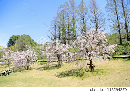 満開 シダレザクラの花 満開 シダレザクラの花 118594270