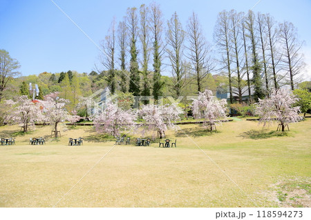 満開 シダレザクラの花 満開 シダレザクラの花 118594273
