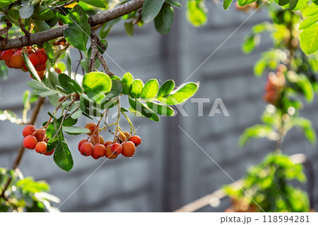 Close-up rowan berries on branch with lush green leaves in sunlight 118594281