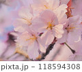 桜 118594308