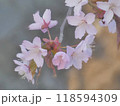 桜 118594309