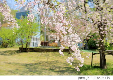 満開 シダレザクラの花 満開 シダレザクラの花 118594419
