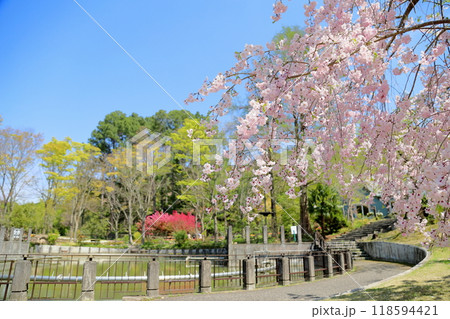 満開 シダレザクラの花 満開 シダレザクラの花 118594421