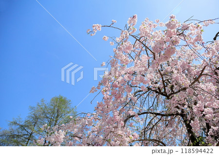 満開　シダレザクラの花 118594422