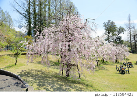 満開　シダレザクラの花 118594423