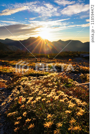 紅葉の北アルプスの立山の五色ヶ原のチングルマ 118594472