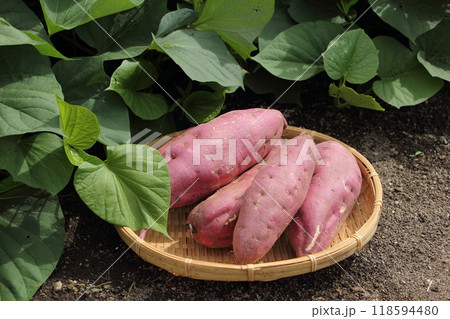 さつまいも（金時） 118594480