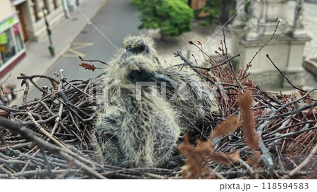 Two pigeons in a nest on a window. About four days old pigeons. life of pigeons in the city 118594583