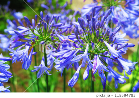 アガパンサス（ムラサキクンシラン）の花の風景 118594783