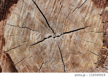 Tree trunk texture Tree trunk texture 118594919