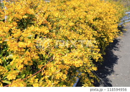 カロライナジャスミンの花 カロライナジャスミンの花 118594956