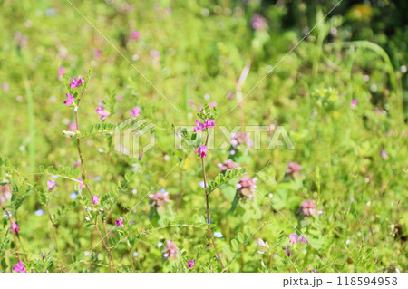 可愛い　カラスノエンドウの花 118594958