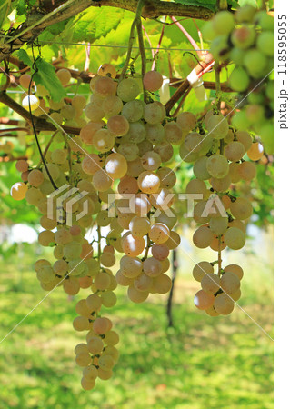 ワイン用ブドウ　甲州 118595055