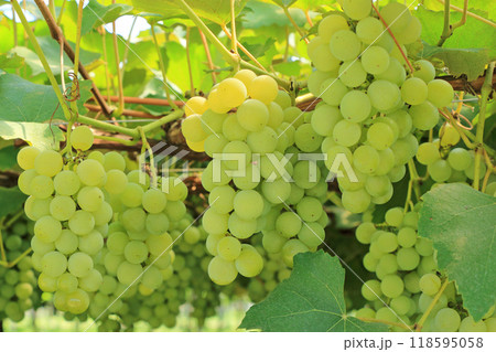 ワイン用ブドウ　ナイアガラ 118595058