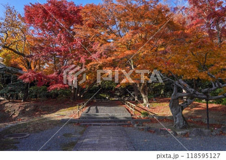 ちょうど見ごろの紅葉に囲まれた参道の情景 ちょうど見ごろの紅葉に囲まれた参道の情景 118595127
