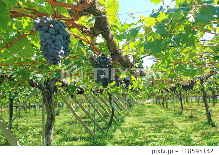 ワイン用ブドウ　カベルネ・フラン 118595132