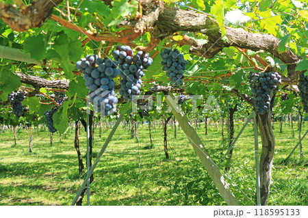 ワイン用ブドウ カベルネ・フラン ワイン用ブドウ カベルネ・フラン 118595133