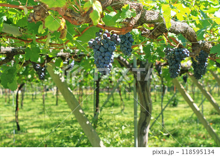 ワイン用ブドウ　カベルネ・フラン 118595134