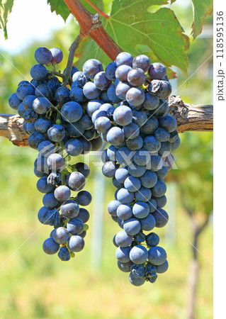 ワイン用ブドウ カベルネ・フラン ワイン用ブドウ カベルネ・フラン 118595136