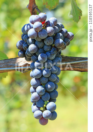 ワイン用ブドウ　カベルネ・フラン 118595137