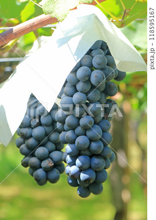 ワイン用ブドウ　シラー 118595167