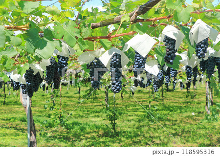 ワイン用ブドウ　メルロー 118595316