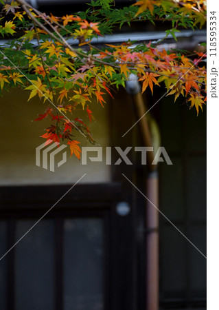 古い日本家屋の玄関先を彩る赤く色付き始めたイロハモミジ 118595334
