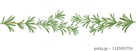 ローズマリーのボーダーフレーム 118595759