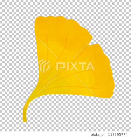Yellow Ginkgo Yellow Ginkgo 118595774
