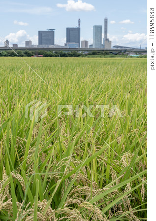 夏の見沼田んぼとさいたま新都心の風景 夏の見沼田んぼとさいたま新都心の風景 118595838