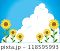 ひまわり 118595993