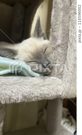 昼寝する猫 昼寝する猫 118596002