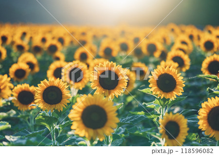 夕暮れのひまわり畑（新潟市・上堰潟公園） 118596082