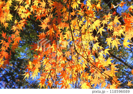 紅葉 118596089