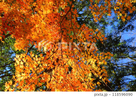 紅葉 118596090