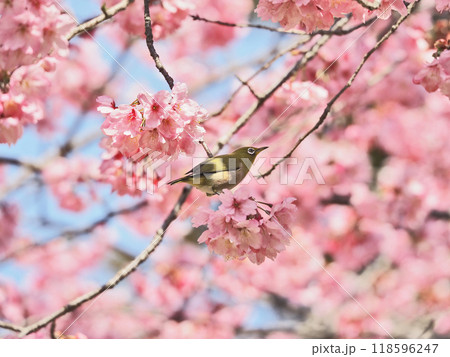 美しい桜にとまる白いアイリングの野鳥メジロ 118596247