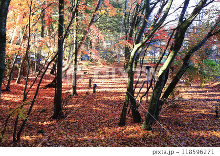 落ち葉 落ち葉 118596271