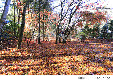 落ち葉 落ち葉 118596272