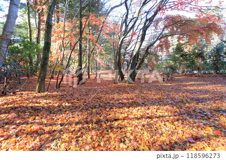 落ち葉 118596273