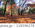 落ち葉 118596278