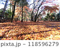落ち葉 118596279
